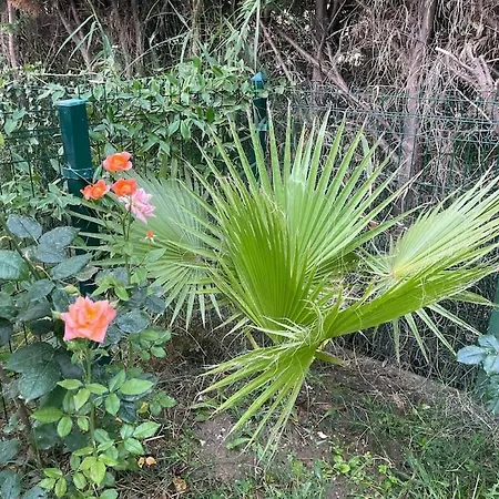 Near Beach, With Garden 格勒姆