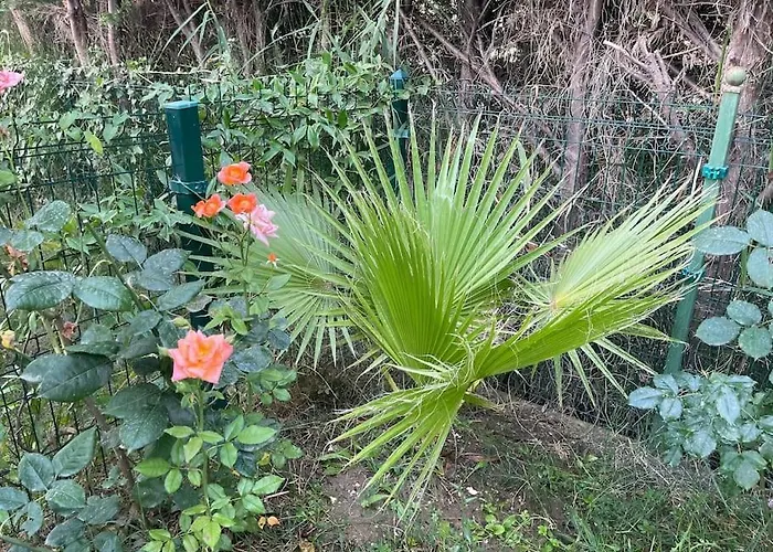 Near Beach, With Garden Golem (Tirana)